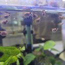 성장 | 설날에 태어난 몽키바나나 구피 이렇게 컸어요! 치어 성장 후기