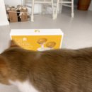 온니캣(ONLY CAT) | [리뷰일기] 캣디피 고양이 전용 식기 엘리베이티드 듀얼 보울 제품 실 사용 후기
