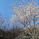 둔사 Daum카페