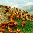 서해목장 이미지