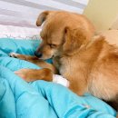 2-3 원예 치료전문가 과정 | [유기견 멍줍] 유기견 심장사상충 2~3기 치료 과정과 후기 🐶🩺