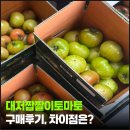 우정농장 | 강서 대저짭짤이토마토 차이점, 그리고 방문구매 후기 "우정 토마토 농장"