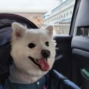 피터펫카페 가덕도점 | 우리하루가 너무 좋아하는 애견카페 &amp; 부산애견카페는 피터펫애견카페 가덕도점🐶🐶