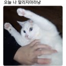 쭉심 이미지