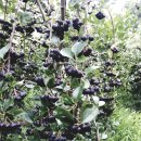 삼강농장 이미지