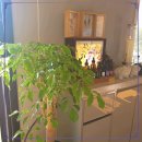 휴 아로마 테라피 이미지