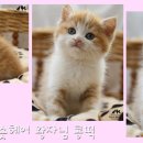 살랑 그루밍 이미지