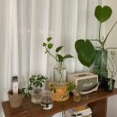 (인테리어) “돈 많이 안 들어도 됩니다” 예산별 플랜테리어 집꾸미기 꿀팁 이미지