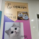 냥스타그램 | [세종/소담동] 13번째고양이 :: 간택 받으면 집사 시작?! 세종 고양이 카페 방문 후기!