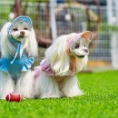 딩동댕애견스파풀빌라 이미지