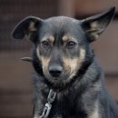 송파데일리동물병원 이미지