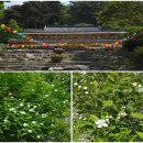눈부시게 흰꽃 가침박달나무 1-2 이미지
