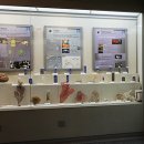 이화여자대학교 자연사박물관 이미지