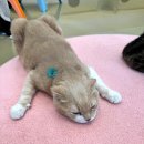 못말리는 고양이 | 분당 고양이카페 못말리는 고양이에서 딸이랑 카페 데이트