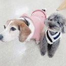 펫 디자인(강아지 옷 만들기) 이미지