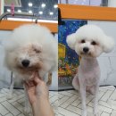 펫플러스라이프 이미지