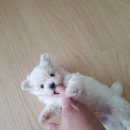 스칸디동물병원 이미지