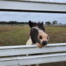 야원목장 이미지