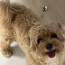 버블독스 | 혜화 애견 미용 - 버블독스 내돈내산 리얼 후기❤️