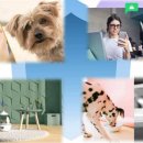 애니 팜 이미지