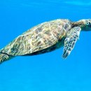 거북이 이미지
