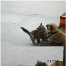 석