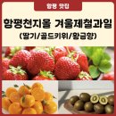 금송농장2 | 함평천지몰 겨울 제철과일 3종 소개 (딸기·골드키위·황금향)