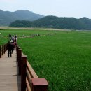 순천만 숲6 이미지