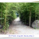 대나무숲길 이미지