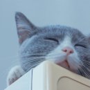 고양이 하루 이미지