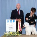 도그비숑 이미지