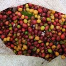 김병관농장 이미지