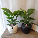 천송이플라워 이미지