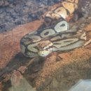 고양로봇박물관 이미지