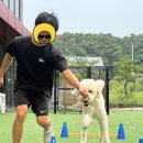 우리들유치원 | 동탄 평택 대형견 유치원 펫스칼라 내돈내산 후기｜다녀오면 바로 기절해요