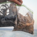 노을쭈꾸미 이미지