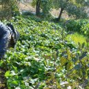 순만농장 이미지