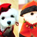 천사섬동물병원 이미지