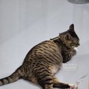 힐링수 사우나 | 의정부 마사지 힐링수테라피 숨은고수 (with 양자역학에너지 찜질, 신곡동 1인마사지 샵)