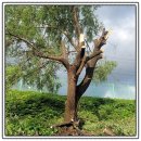 나무안에서 | 경사진 비탈면 나무 벌목 · 안전 절단 작업 후기