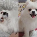 보고 이미지