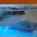수족관횟집