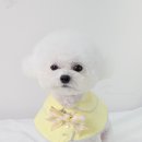 마이미미 반려견미용실 이미지