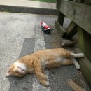 살랑 그루밍 이미지