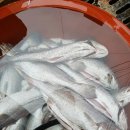 원항수산 - 통영시 새터길 42-6 | 원항수산