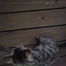 서시루아 이미지