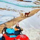 온동농장 | 용평리조트 스키장, 애니포레 모노레일, 발왕산 알파카농장 동물먹이주기체험, 가문비치유숲체험, 1...