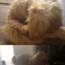 오즈의목장 이미지