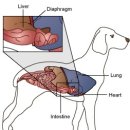 숲 동물의료센터 이미지