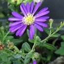 스완리버 이미지